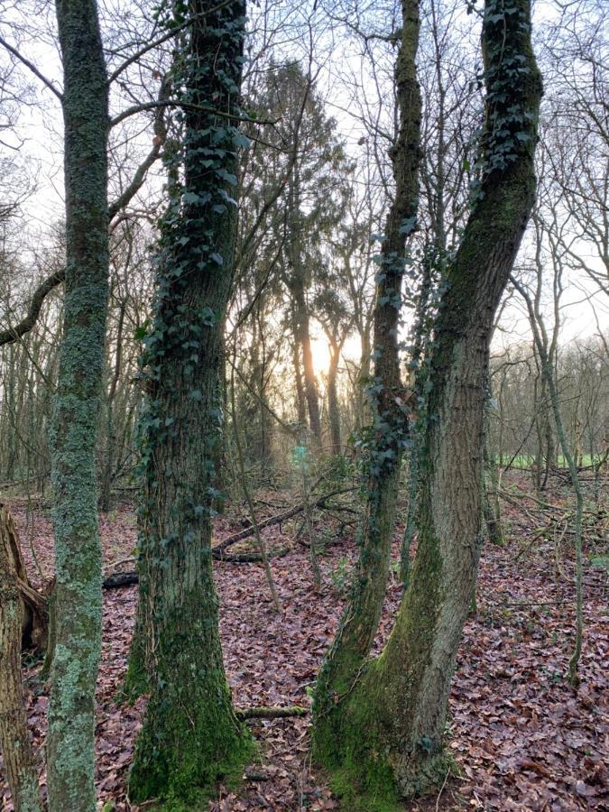 'T Holten Huus - Puur Genieten In Het Bos. Norg ภายนอก รูปภาพ